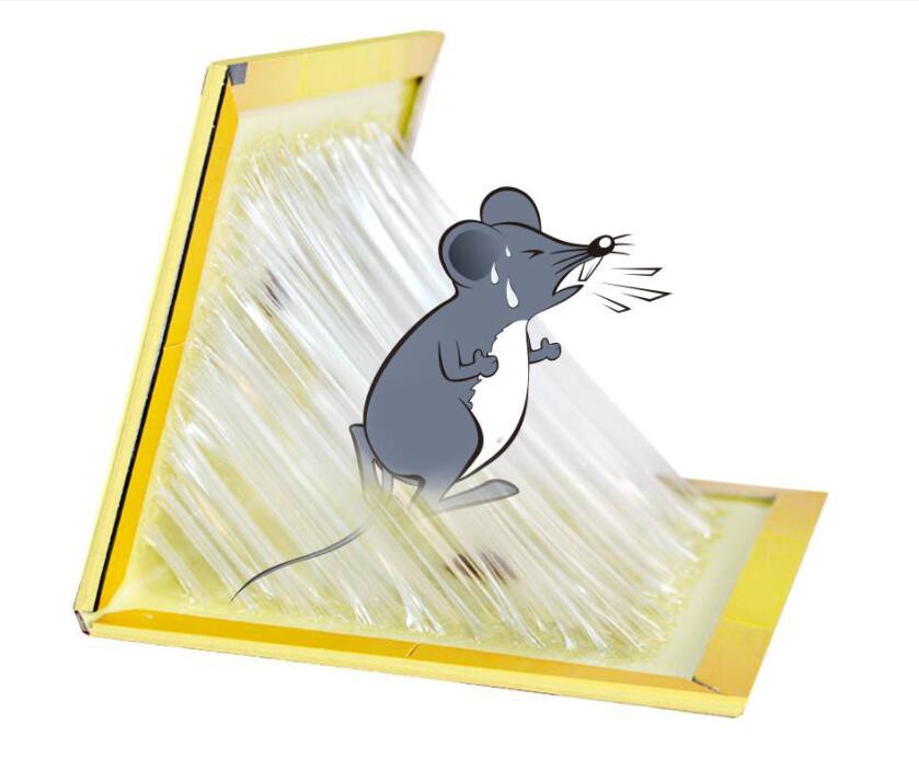 sticky mouse trap